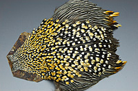 Jungle Cock Complete Neck