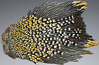 Jungle Cock Complete Neck