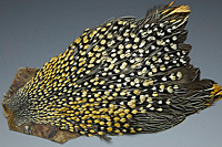 Jungle Cock Complete Neck