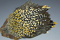Jungle Cock Complete Neck