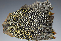 Jungle Cock Complete Neck