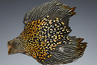 Jungle Cock Complete Neck