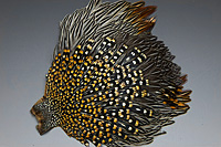 Jungle Cock Complete Neck