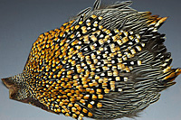 Jungle Cock Complete Neck