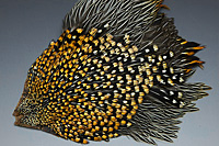 Jungle Cock Complete Neck