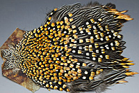 Jungle Cock Complete Neck