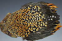 Jungle Cock Complete Neck