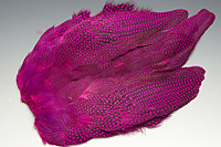 Guinea Fowl Complete Skin