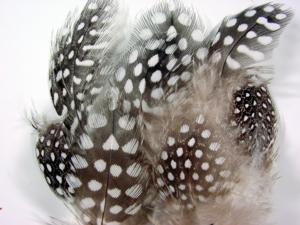 Guinea Fowl Hackles [Economy Pack]