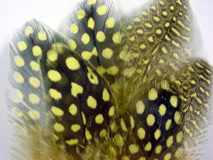 Guinea Fowl Hackles [Economy Pack]