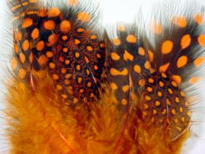 Guinea Fowl Hackles [Economy Pack]