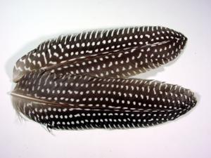 Guinea Fowl Wing Quills [6 pieces]