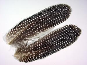 Guinea Fowl Tail Feathers [6 pieces]