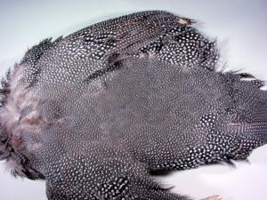 Guinea Fowl Complete Skin