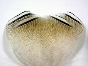 Wood Duck  Barred Feathers  [4 pieces]