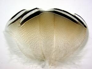 Wood Duck Barred Feathers [4 pieces]