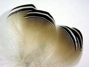 Wood Duck  Barred Feathers  [4 pieces]
