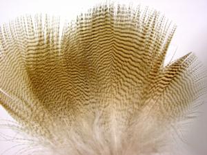 Wood Duck Lemon Feathers  [6 pieces]