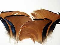 Mandarin Wood Duck flag feathers [4 pieces]