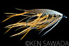 Gold Riach