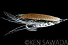 Silver Wasp