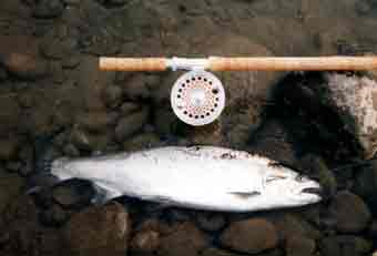 Katsuhiko Fujisawa Cherry Salmon