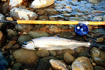 Yoshikazu Fujiwara Cherry Salmon