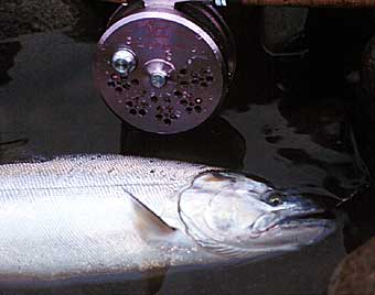 Masatoshi Kinoshita Cherry Salmon