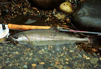 Masaki Fujiyama Yamame Trout