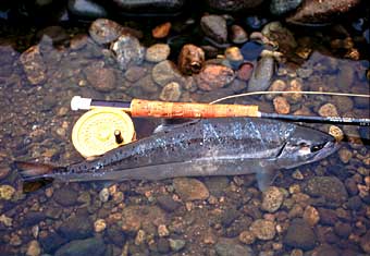 Masaki Fujiyama Yamame Trout