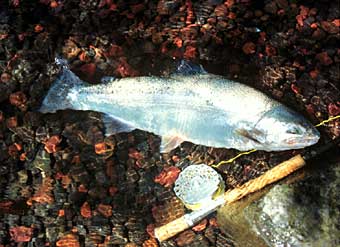 Masato Takahashi Rainbow Trout