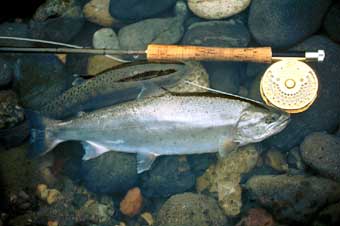 Masato Takahashi Yamame Trout