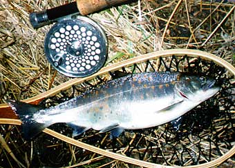 Yoji Yazawa Amago Trout