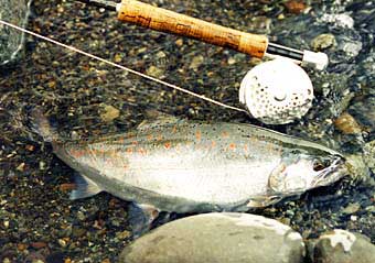 Jiro Maruyama Amago Trout