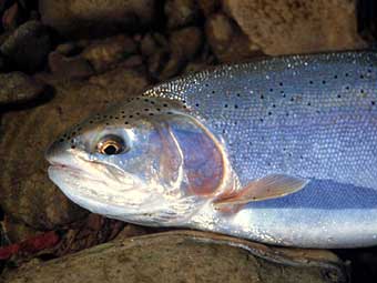 Koji Amano Rainbow Trout