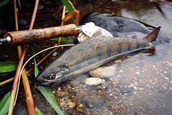 Hiroaki Serizawa Amago Trout