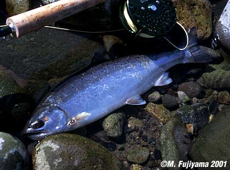 Masaki Fujiyama Yamame Trout