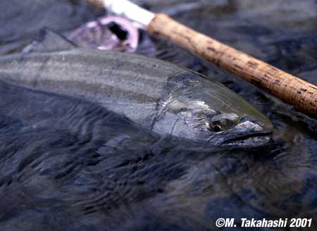 Masato Takahashi Cherry Salmon