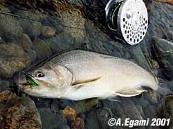trophy_3