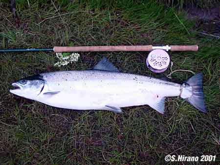 Shusuke Hirano Atlantic Salmon