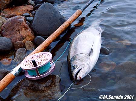 Masanari Sonoda Cherry Salmon