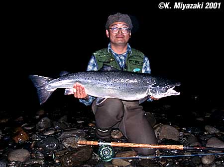 Kyoichi Miyazaki Salmo Salar