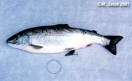 Masuo Satoh Cherry Salmon