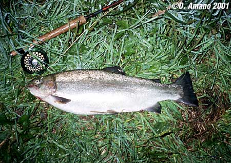 Osamu Amano Rainbow Trout