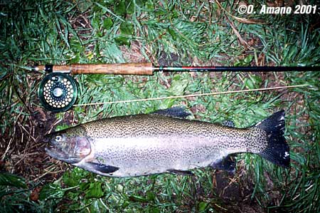 Osamu Amano Rainbow Trout