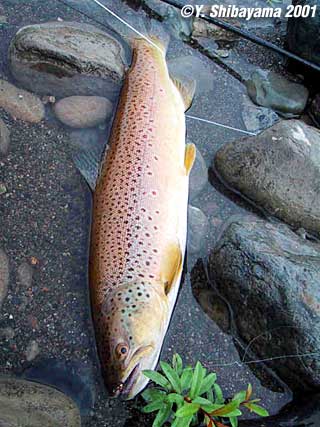 Yoshiyuki Shibayama Brown Trout