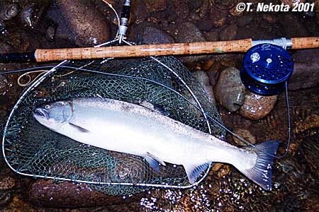 Torakichi Nekota Cherry Salmon