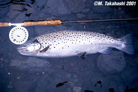 Masato Takahashi Brown Trout