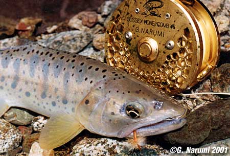 Gou Narumi Mountain Yamame Trout