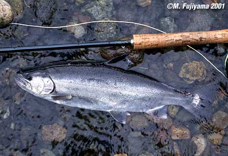 Masaki Fujiyama Yamame Trout